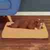 Pet Adobe Pet Adobe Orthopedic Memory Foam 26x19 Pet Bed, Tan 704657GRC